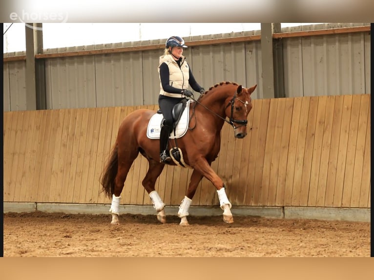 KWPN Wallach 6 Jahre 169 cm Fuchs in Raalte