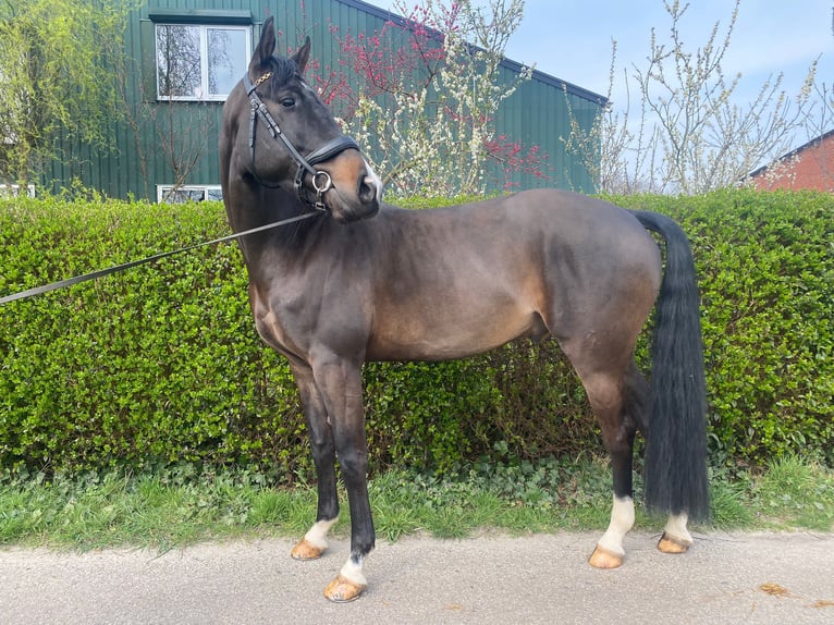 KWPN Wallach 6 Jahre 169 cm Schwarzbrauner in Wouwse Plantage