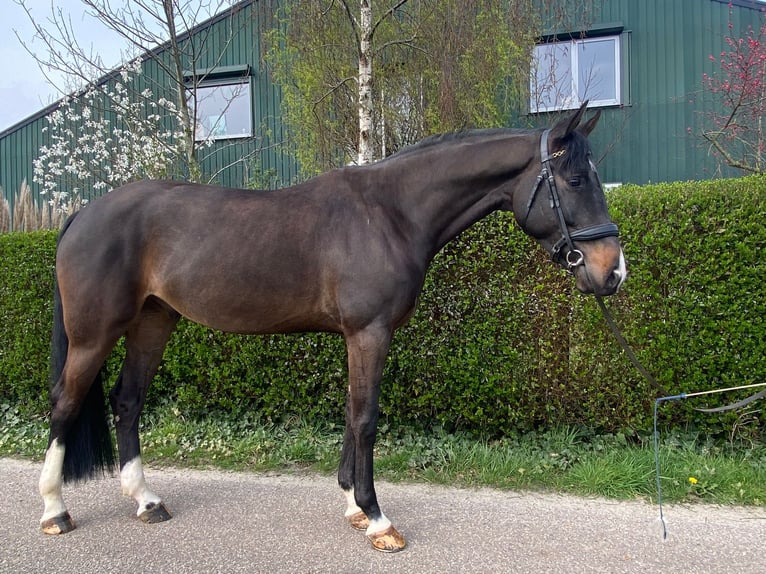 KWPN Wallach 6 Jahre 169 cm Schwarzbrauner in Wouwse Plantage