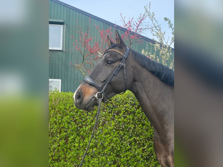 KWPN Wallach 6 Jahre 169 cm Schwarzbrauner in Wouwse Plantage