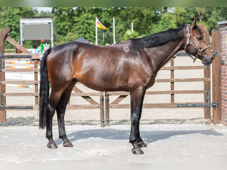 KWPN Wallach 6 Jahre 169 cm Schwarzbrauner in Nuenen