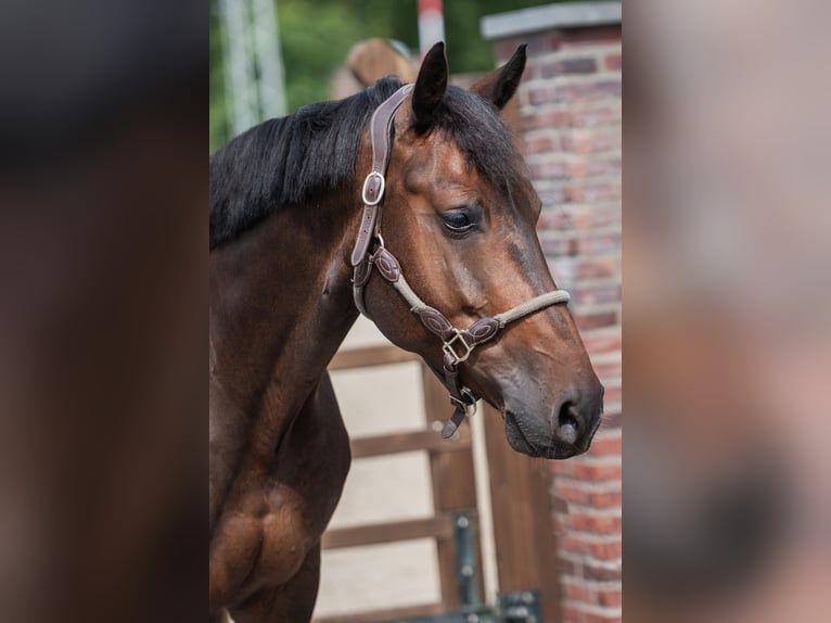 KWPN Wallach 6 Jahre 169 cm Schwarzbrauner in Nuenen