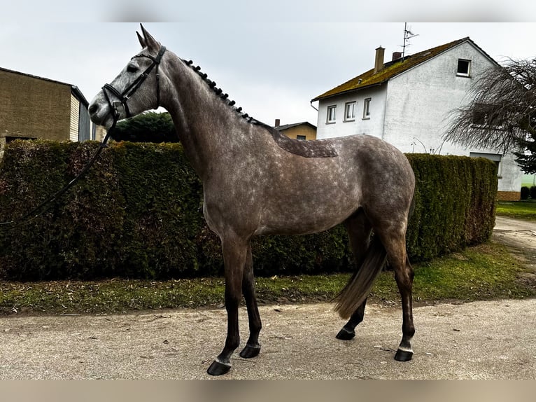 KWPN Wallach 6 Jahre 170 cm Apfelschimmel in Friedberg