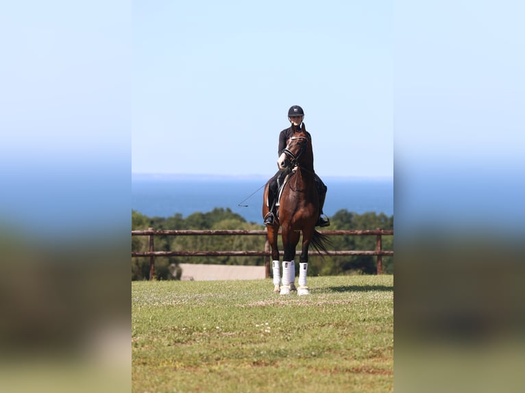 KWPN Wallach 6 Jahre 170 cm Brauner in Asperup