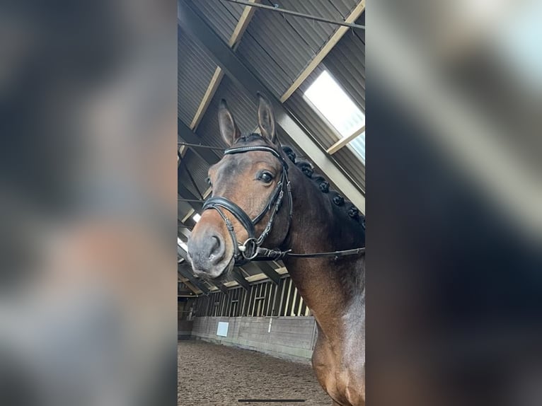 KWPN Wallach 6 Jahre 170 cm Brauner in Emmen