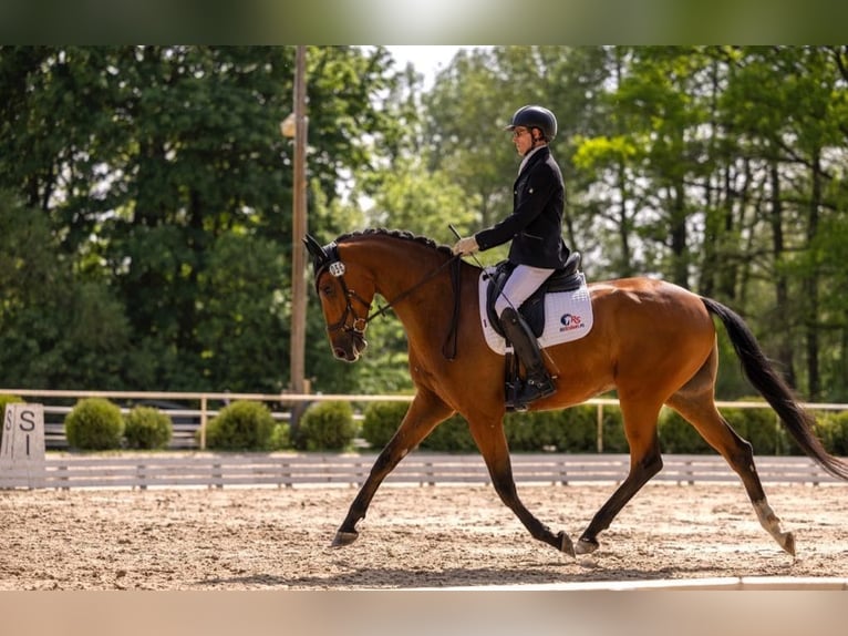 KWPN Wallach 6 Jahre 170 cm Brauner in Stefanowka