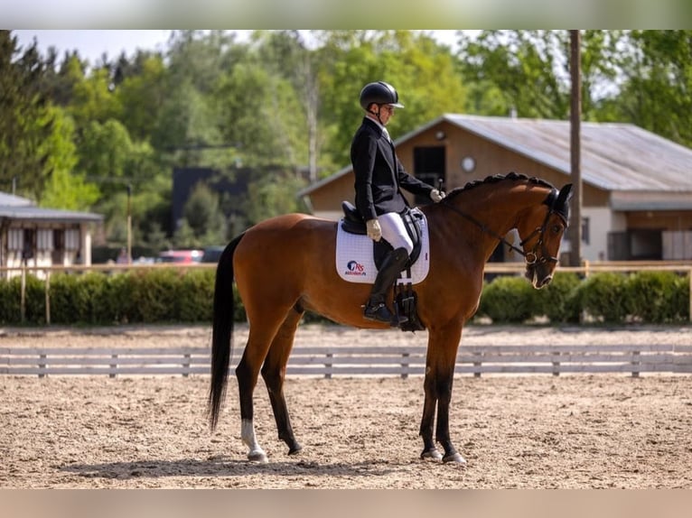 KWPN Wallach 6 Jahre 170 cm Brauner in Stefanowka