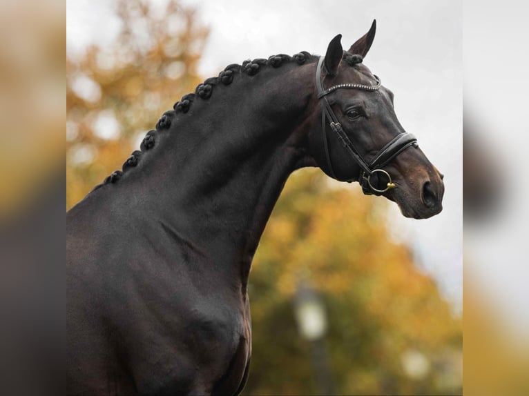 KWPN Wallach 6 Jahre 170 cm Brauner in Stefanowka