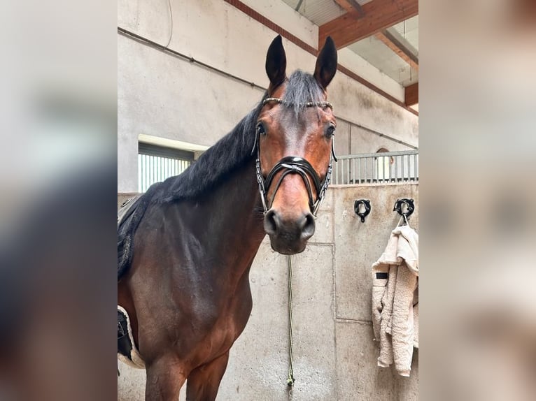 KWPN Wallach 6 Jahre 170 cm Brauner in Leipzig
