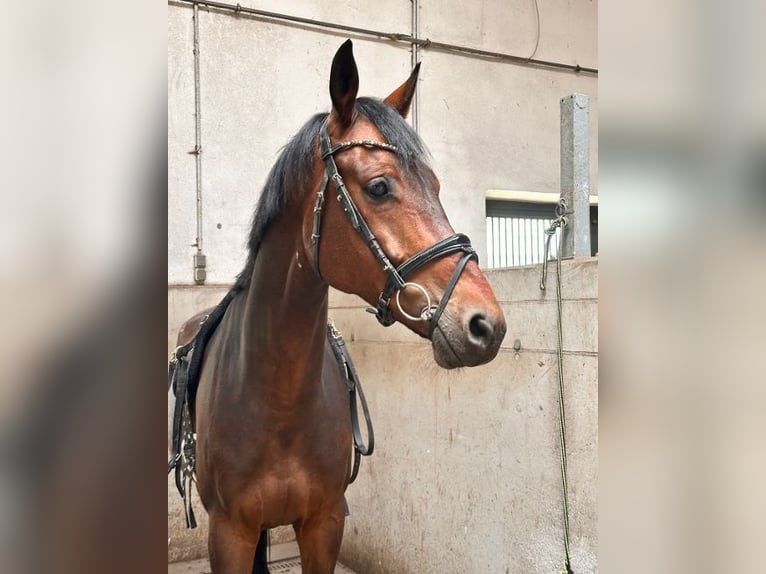 KWPN Wallach 6 Jahre 170 cm Brauner in Leipzig