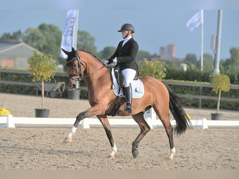 KWPN Wallach 6 Jahre 170 cm Brauner in Nispen