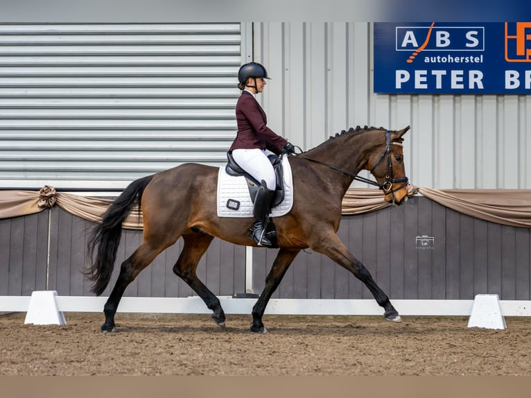 KWPN Wallach 6 Jahre 170 cm Brauner in Afferden L