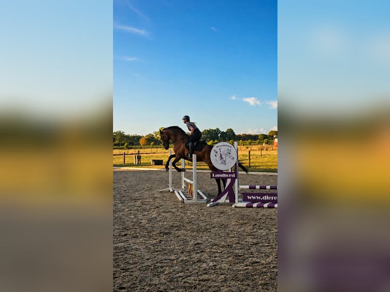 KWPN Wallach 6 Jahre 170 cm Brauner in Afferden L