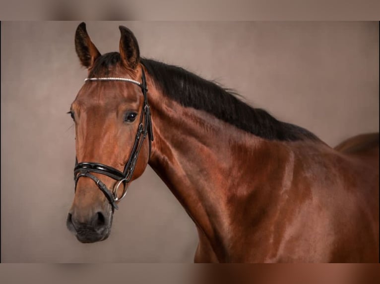 KWPN Wallach 6 Jahre 170 cm Brauner in Hesel
