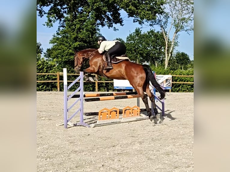 KWPN Wallach 6 Jahre 170 cm Brauner in Hesel