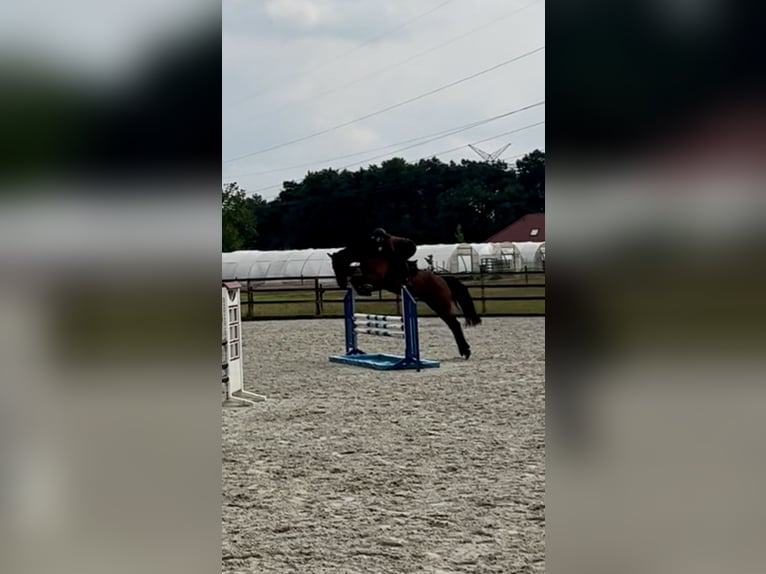 KWPN Wallach 6 Jahre 170 cm Brauner in Hesel