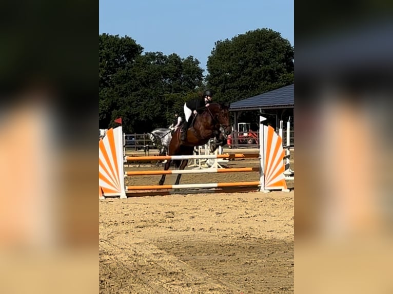 KWPN Wallach 6 Jahre 170 cm Brauner in Hesel