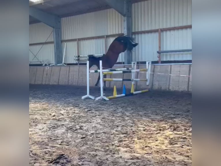 KWPN Wallach 6 Jahre 170 cm Brauner in Hesel