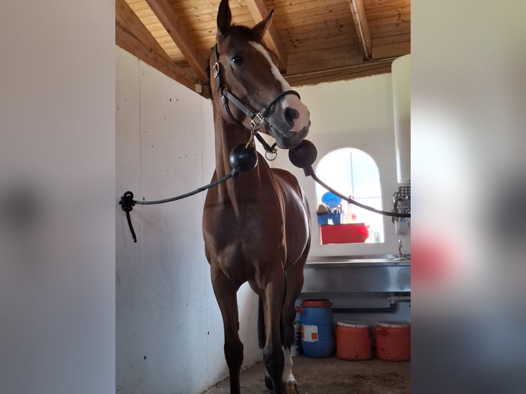 KWPN Wallach 6 Jahre 170 cm Brauner in Neißing