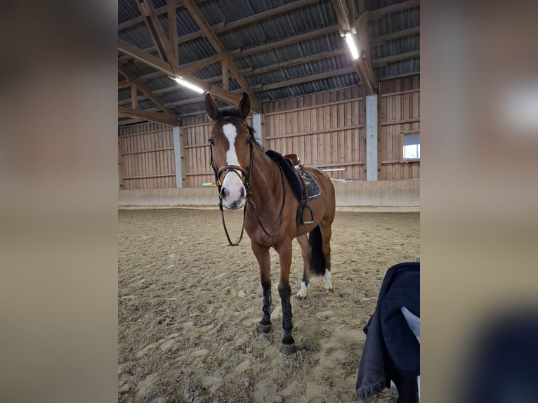 KWPN Wallach 6 Jahre 170 cm Brauner in Neißing