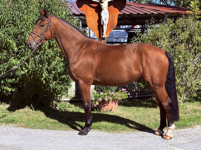 KWPN Wallach 6 Jahre 170 cm Brauner in Schwäbisch Gmünd