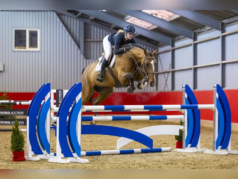 KWPN Wallach 6 Jahre 170 cm Brauner in Waddinxveen