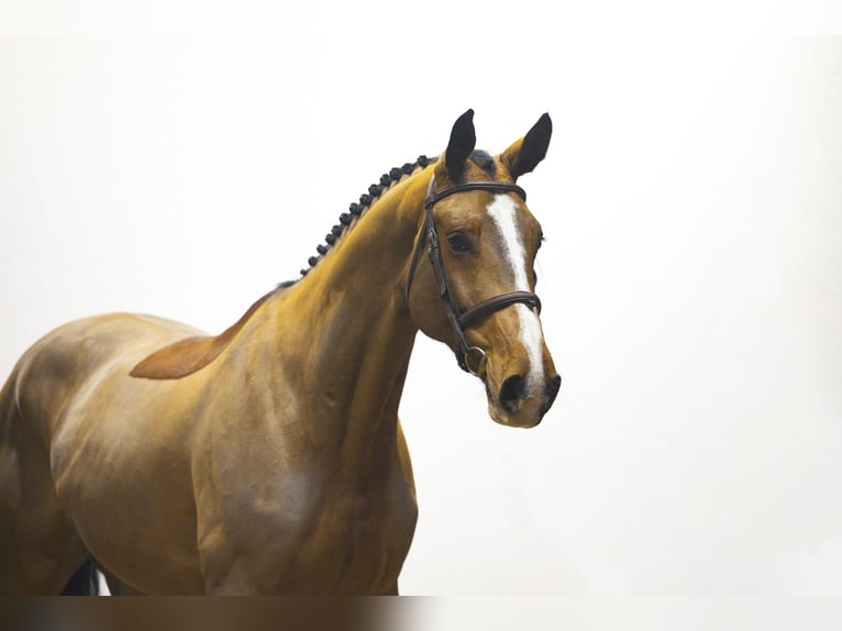 KWPN Wallach 6 Jahre 170 cm Brauner in Waddinxveen