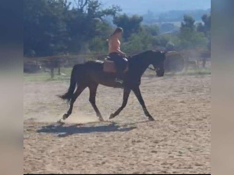 KWPN Wallach 6 Jahre 170 cm Dunkelbrauner in Rieti