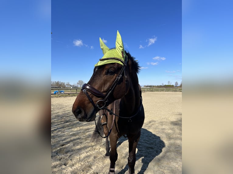 KWPN Wallach 6 Jahre 170 cm Dunkelbrauner in Hellevoetsluis