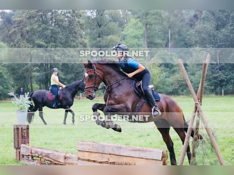KWPN Wallach 6 Jahre 170 cm Dunkelbrauner in Hellevoetsluis