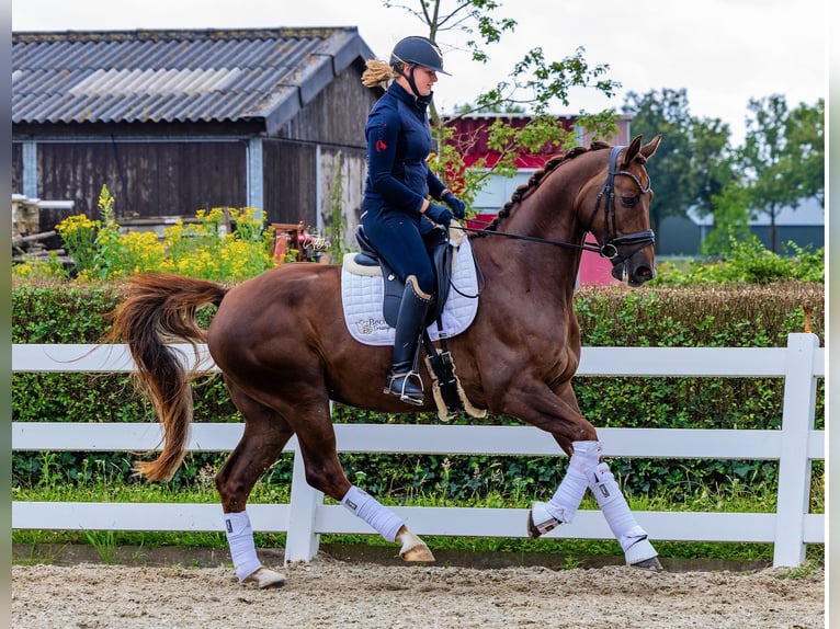 KWPN Wallach 6 Jahre 170 cm Dunkelfuchs in Schaijk