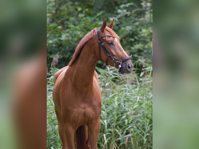 KWPN Wallach 6 Jahre 170 cm Fuchs in Zeewolde