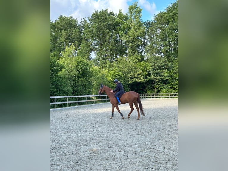 KWPN Wallach 6 Jahre 170 cm Fuchs in Zeewolde