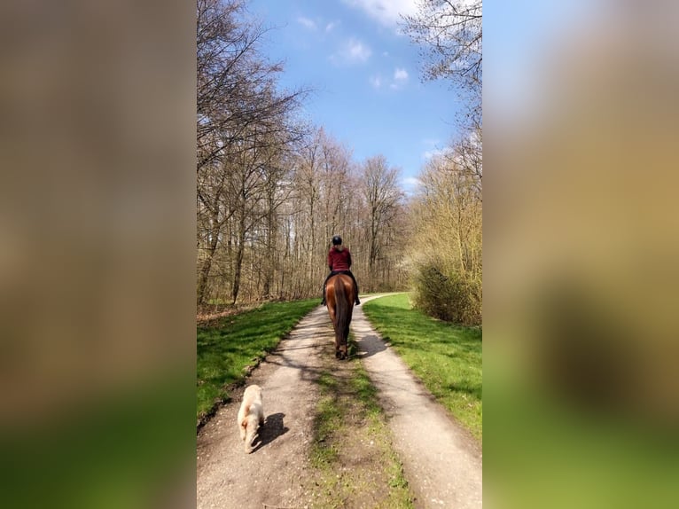 KWPN Wallach 6 Jahre 170 cm Fuchs in Zeewolde