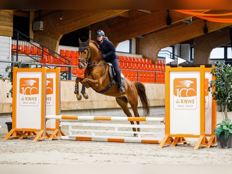 KWPN Wallach 6 Jahre 170 cm Fuchs in Zeewolde