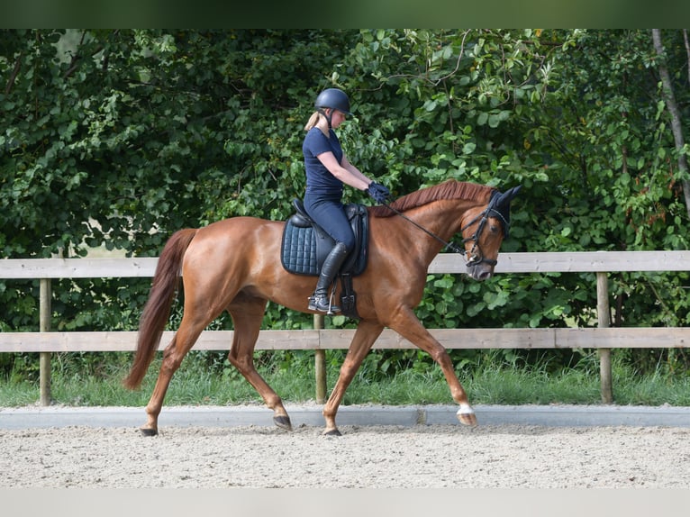 KWPN Wallach 6 Jahre 170 cm Fuchs in Zeewolde