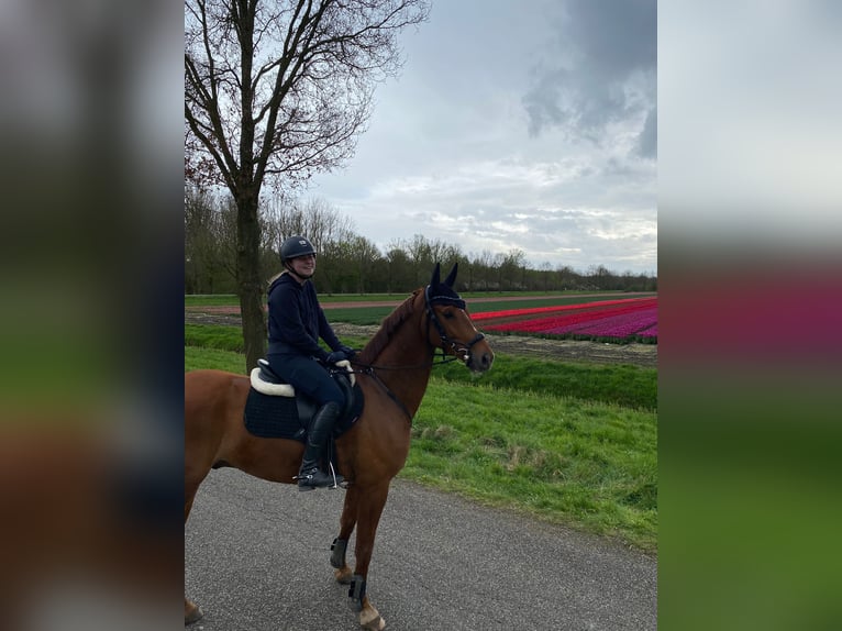 KWPN Wallach 6 Jahre 170 cm Fuchs in Zeewolde