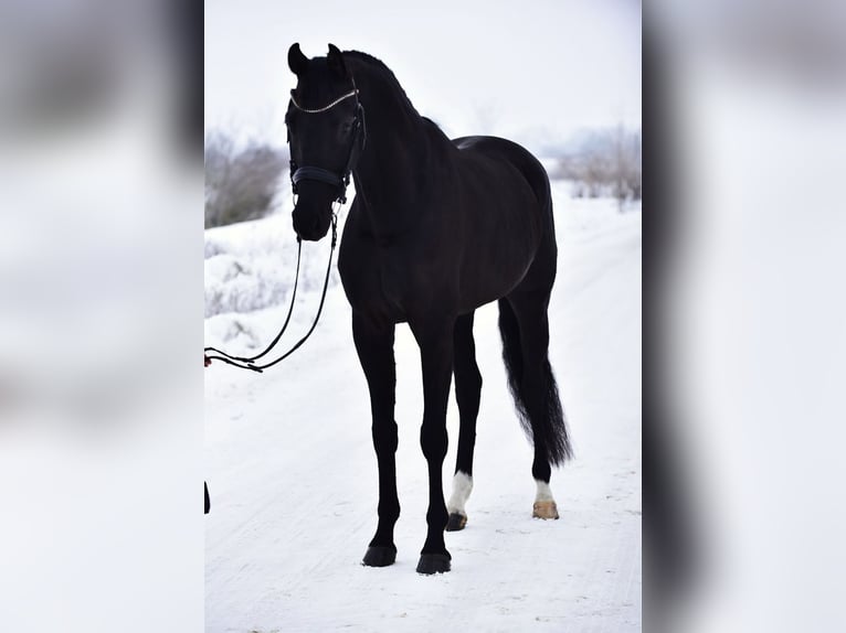 KWPN Wallach 6 Jahre 170 cm Rappe in Kossuth Lajos 19