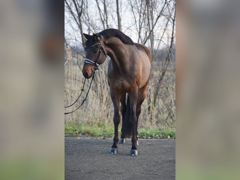 KWPN Wallach 6 Jahre 170 cm Rotbrauner in Als&#xF3;&#xF6;rs