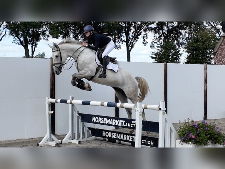KWPN Wallach 6 Jahre 170 cm Schimmel in Waddinxveen