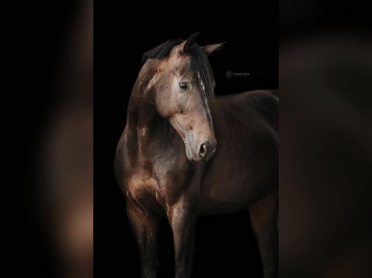 KWPN Wallach 6 Jahre 170 cm Schwarzbrauner in Swisttal