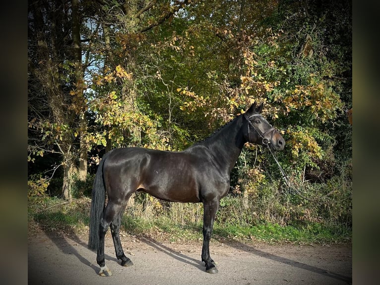 KWPN Wallach 6 Jahre 170 cm Schwarzbrauner in GROTE-BROGEL