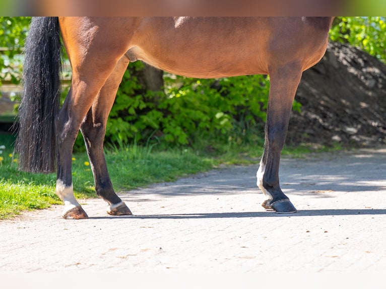 KWPN Wallach 6 Jahre 170 cm  in GROTE-BROGEL