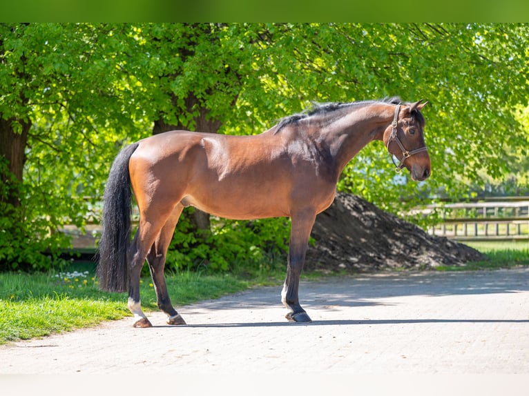 KWPN Wallach 6 Jahre 170 cm  in GROTE-BROGEL
