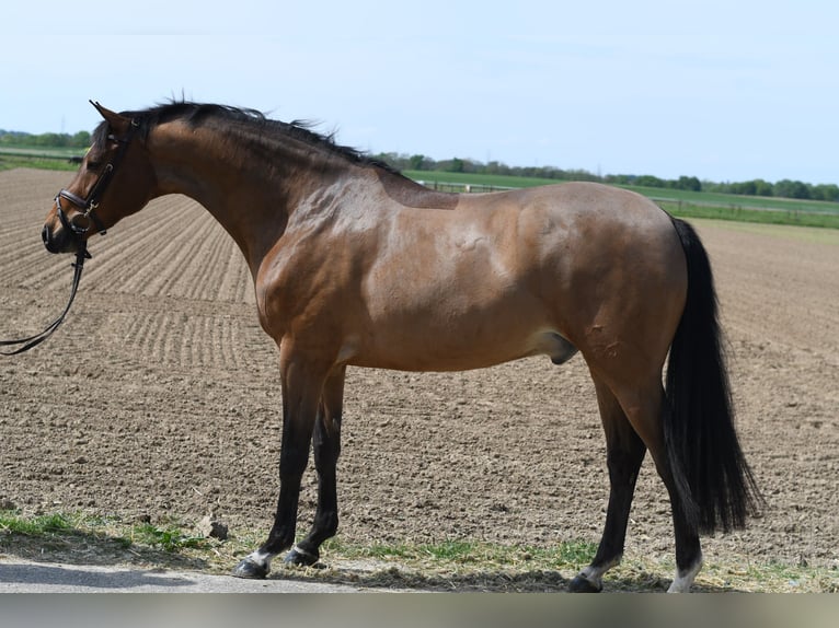 KWPN Wallach 6 Jahre 171 cm Dunkelbrauner in Geilenkirchen