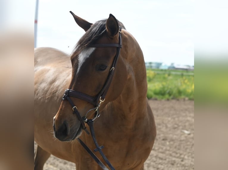 KWPN Wallach 6 Jahre 171 cm Dunkelbrauner in Geilenkirchen