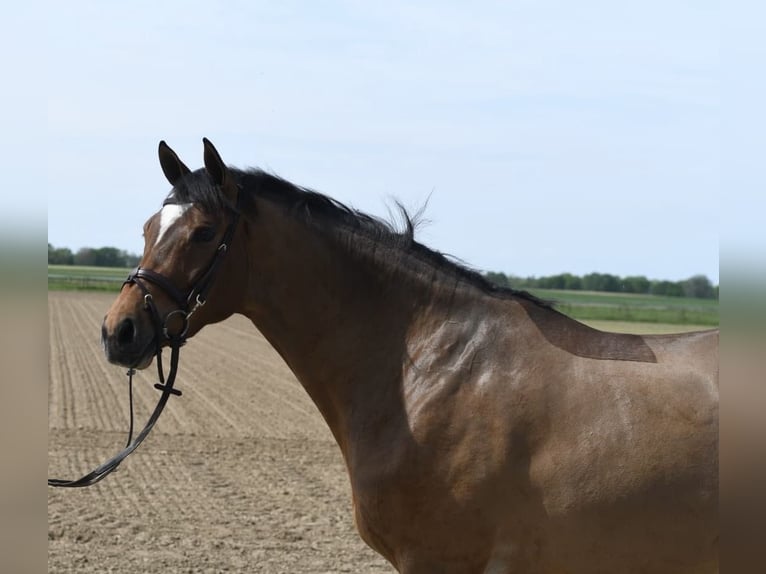 KWPN Wallach 6 Jahre 171 cm Dunkelbrauner in Geilenkirchen