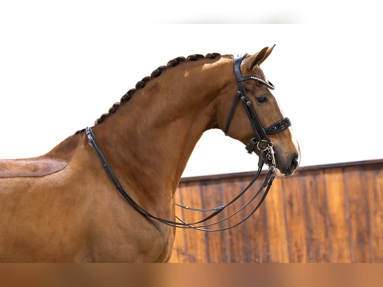 KWPN Wallach 6 Jahre 171 cm Fuchs in Kwadijk