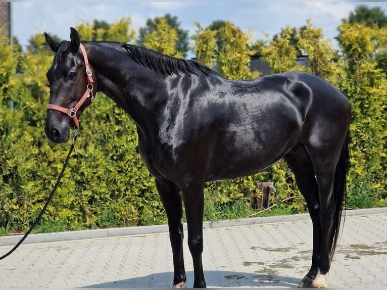 KWPN Wallach 6 Jahre 171 cm Rappe in Kaldenkirchen