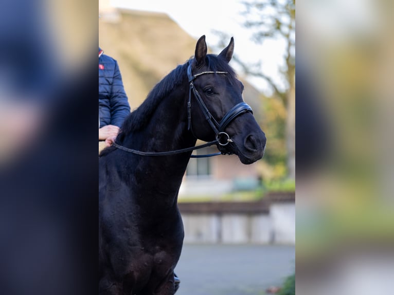KWPN Wallach 6 Jahre 171 cm Rappe in Nijkerk